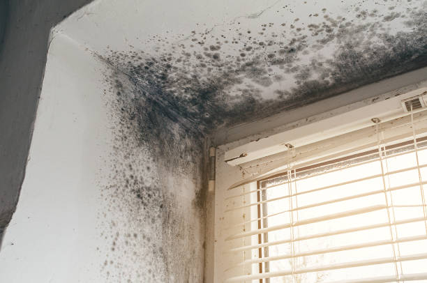 Trusted Commercial Mold Remediation service in Wendell, NC - Cheap Mold Removal
